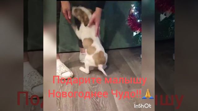 Тобик нашёл дом! он в семье смотреть онлайн