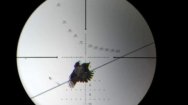 Охота на Серых Ворон. Двойной Джек. Crow Hunting 2021. Кроухантинг.