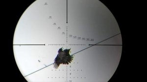 Охота на Серых Ворон. Двойной Джек. Crow Hunting 2021. Кроухантинг.