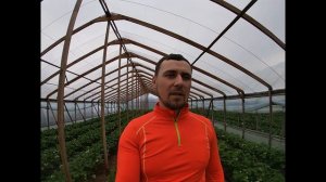 Фунгициды для клубники