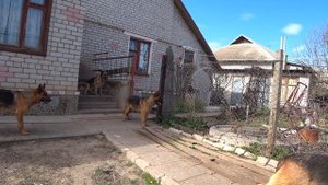 Как научить собаку не заходить в огород? Запрещающие команды.