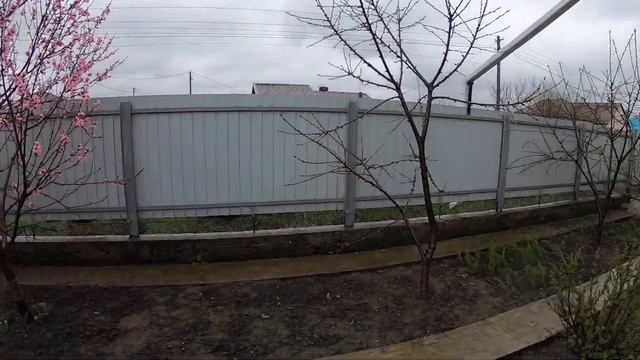 2021 г. Персик на Кубани зацвёл на 2 недели позже смотреть онлайн