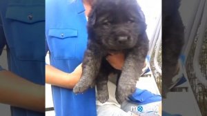 Немецкая овчарка.Зонарный окрас. Щенки 20 дней.