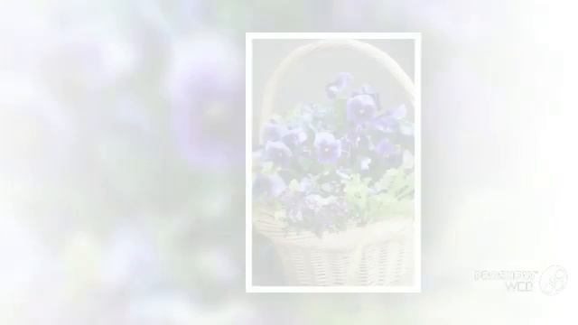 Pansy - garden plants смотреть онлайн