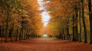 Ветер осенний