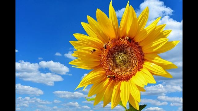 Мрійлива Мелодія для Заспокоєння Душі та Відновлення Рівноваги смотреть онлайн