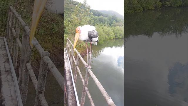 Аист гопник 7  вьетнам