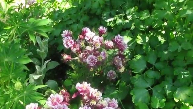 Аквилегия Винки смотреть онлайн