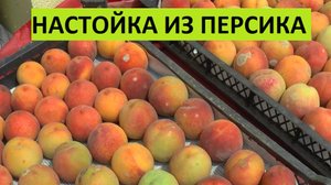 Готовлю настойку из персика. Рецепт. Самогон. Чача