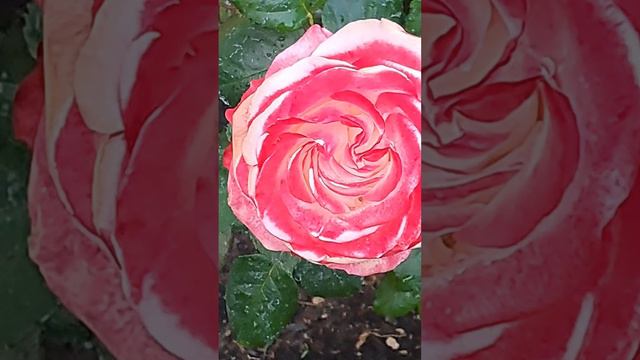 Краски лета смотреть онлайн