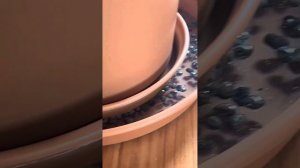 Спатифиллум чернеют листья