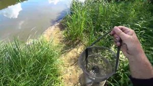 Рыбалка на Оке,Лещ на маховую удочку в проводку на горох+Судак на 2600гр.
