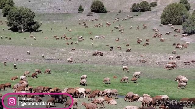Гузнские овцы и аборигенные САО Таджикистана саги дахмарда Назимака из селения Гузн, Горная Матча смотреть онлайн