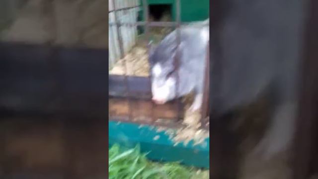 Самая лучшая порода для охраны дома.