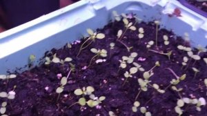 Основные ошибки при выращивании рассады АЛИССУМА!!