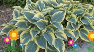 Хоста гибридная Первый морозец. Краткий обзор, описание характеристик hosta First Frost