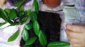 Спасаем и размножаем замиокулькас