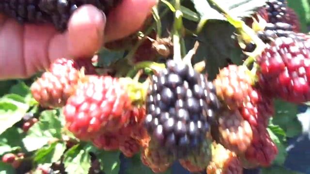 Ежевика сорт Лох Несс. смотреть онлайн