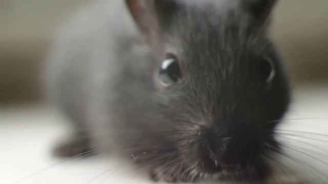 Монгольская песчанка pentax k7 video test