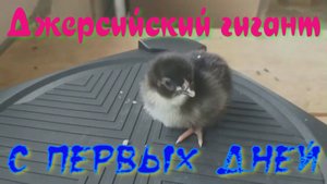 джерсийский гигант с первых дней