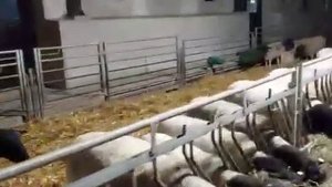 Мастит у овец. Профилактика мастита