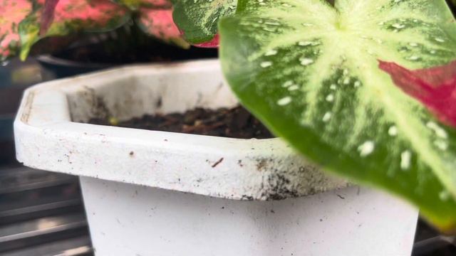 Caladium Red Lipsticks #houseplants #caladium смотреть онлайн