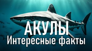 Интересные факты об акулах