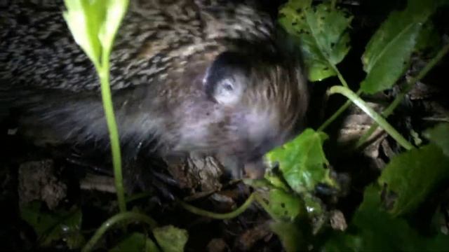 Кто по ночам шуршит за домом? смотреть онлайн