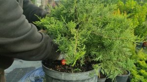 стрижка можжевельника голд старт )часть 1