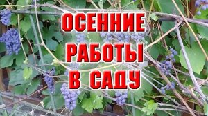 Осенние работы в саду