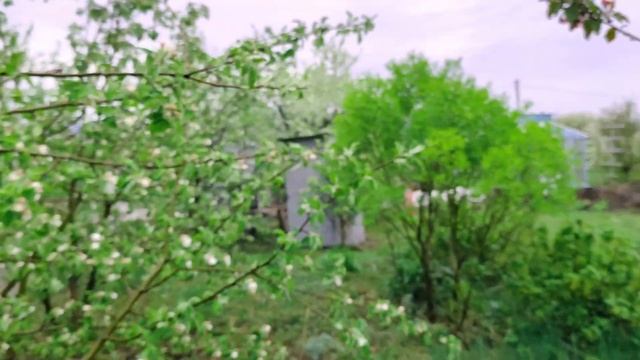 Яблоня в цвету, красавица. Подвой 54 118 3 смотреть онлайн