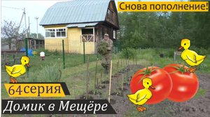 Высадил томаты и перцы, съездил за гусятами. Домик в Мещёре, серия 64