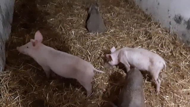 Мясные породы свиней,  Дюрок Крупная белая и "Ф-1"