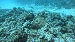 Дайвинг на севере Маврикия с дайвцентром "JustDiving".Октябрь2019