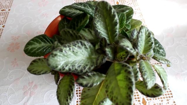 Эписция. смотреть онлайн