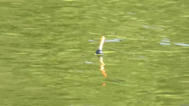 Рыбалка на речке 23 июня 2023. Ловля рыбы на поплавок. смотреть онлайн