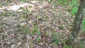 Собираем лисички и белые с сыном. Север Воронежской области