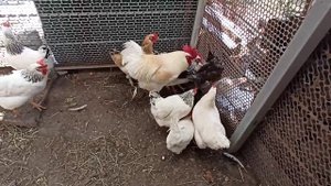 ПИКИРУЮ ДИХОНДРУ ПО МЕШОЧКАМ ? КУРОЧКИ НА КАБЛУКАХ?ЖИВЕМ В СТАНИЦЕ