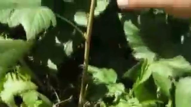 Летняя обрезка чёрной смородины (1).