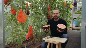 ВЫРАЩИВАЕМ АРБУЗЫ И ДЫНИ НА ДАЧЕ