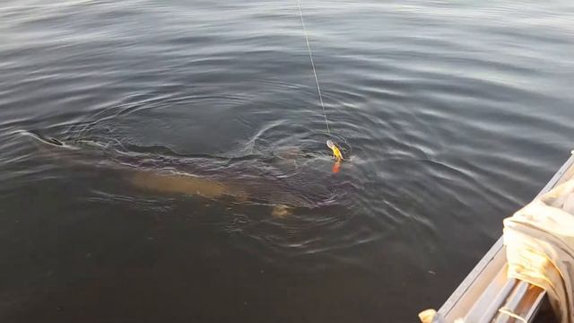 Рыбалка под Марксом. Подъем сома. смотреть онлайн