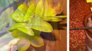 Почему желтеют листья у долларового дерева? Что делать, как спасти Замиокулькас?