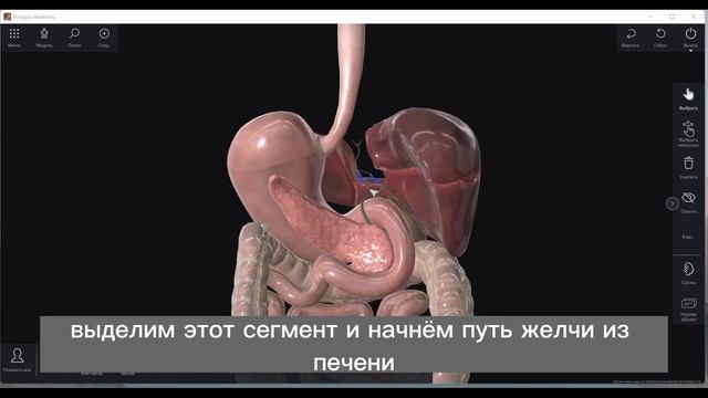 Холецистит, застой желчи, камни в желчном пузыре демонстрация в 3д атласе Пирогов