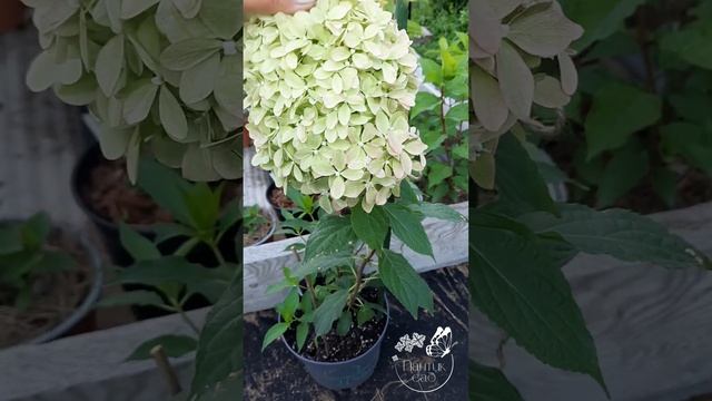 Гортензия Пиксио (Pixio)и не только смотреть онлайн