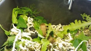 #ХОМКИ ДЕТКАМ УИЛСИ 14 ДНЕЙ#ХОМЯЧАТА ОТКРЫВАЮТ ГЛАЗКИ#ПИТОМНИКМАРИМИСТИК#СИРИЙСКИЙХОМЯКАТЛАСНЫЙХОМА