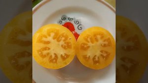 Томат серии Гном СЛАДКАЯ СЬЮ.Дынный привкус!