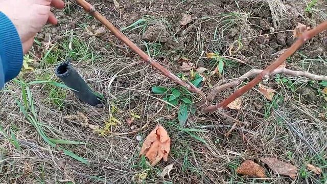Обрезка 1 и 2-летних кустов винограда. Атака, Кобец утащил голуба. смотреть онлайн