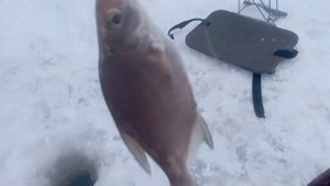 Рыбалка на Вазузском водохранилище. Лещ не лезет в лунку