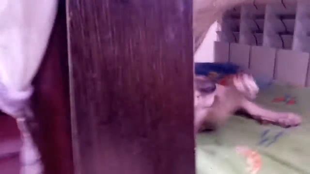 уход за сфинксом смотреть онлайн