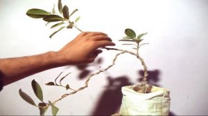 Start Ficus Bonsai / From Nursery Stock  / अपना बोन्साई बनाये  / Hindi Video // Mammal Bonsai